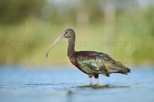 Glossy ibis (Plegadis falcinellus) walking in the water, hunting, Parc Naturel Regional de Camargue, France, Europe