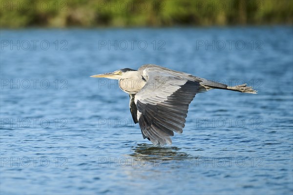 Grey heron (Ardea cinerea) flying above the water, Camargue, France, Europe