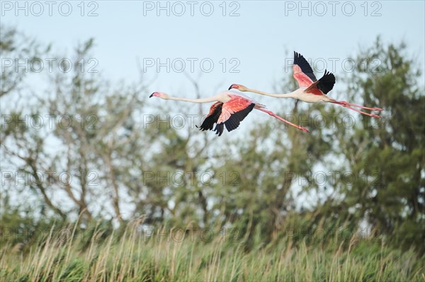 Greater Flamingo (Phoenicopterus roseus) flying, Parc Naturel Regional de Camargue, France, Europe