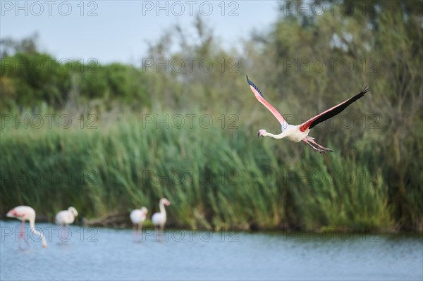 Greater Flamingo (Phoenicopterus roseus) flying above the sky, Parc Naturel Regional de Camargue, France, Europe