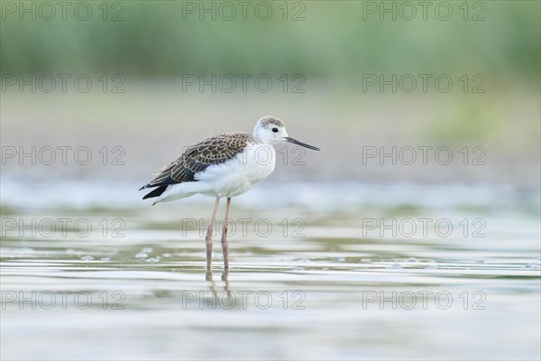Black-winged stilt (Himantopus himantopus) youngster standing in the water, Camargue, France, Europe