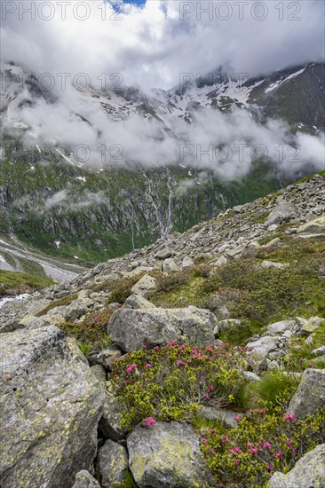 Cloudy mountain landscape with blooming alpine roses, view of rocky and glaciated mountains, Furtschaglhaus, Berliner Hoehenweg, Zillertal, Tyrol, Austria, Europe