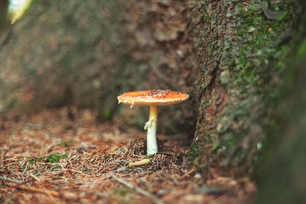 A fly agaric growing at the foot of a tree, surrounded by forest soil, Wuppertal Vohwinkel, North Rhine-Westphalia, Germany, Europe