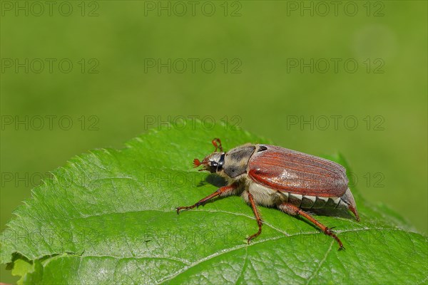 Cockchafer (Melolontha melolontha), field cockchafer, female on a leaf, Wilden, North Rhine-Westphalia, Germany, Europe