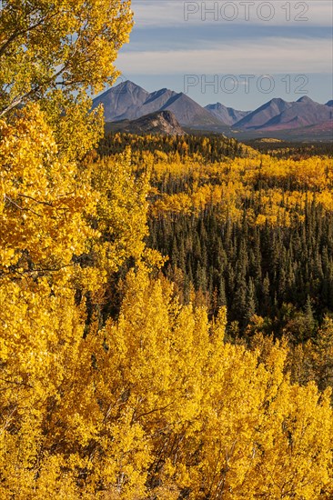 Autumn coloured birch and aspen trees in front of mountains in midday sun, Denali Parkroad, Denali National Park, Alaska