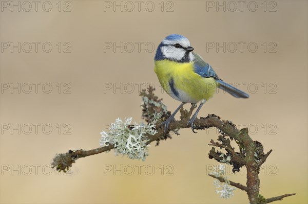 Blue tit (Parus caeruleus), sitting on a branch overgrown with reindeer lichen (Cladonia rangiferina), Wilden, North Rhine-Westphalia, Germany, Europe