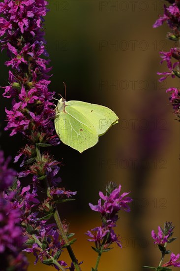 Brimstone (Gonepteryx rhamni) feeding on a flower of purple loosestrife (Lythrum salicaria), with dark background, Wilnsdorf, North Rhine-Westphalia, Germany, Europe