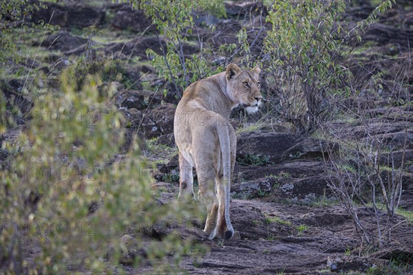 Lion (Panthera leo) Masai Mara Kenya