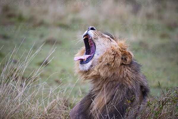 Lion (Panthera leo) Masai Mara Kenya