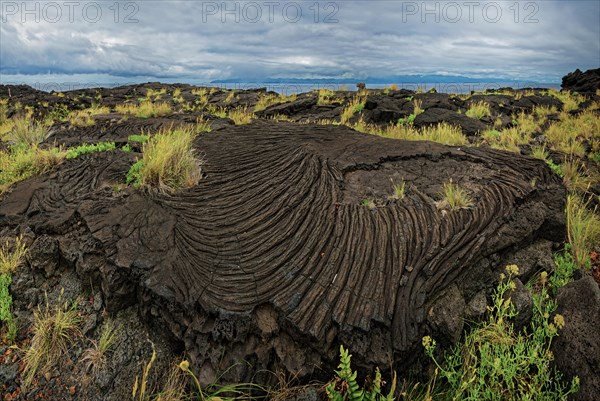 Large spiral lava formation with small tufts of grass under a cloudy sky, north coast, Santa Luzia, Pico, Azores, Portugal, Europe