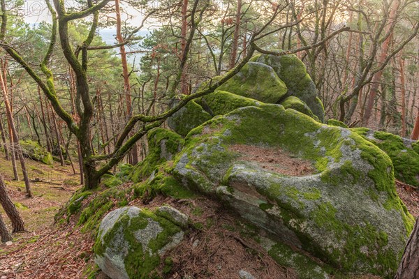 Celtic rock, rock with cups on the rock trail. Dieffenthal, Bas-Rhin, Alsace, Grand Est, France, Europe