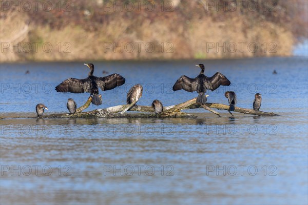 Great cormorant (Phalacrocorax carbo) and Pygmy Cormorant (Microcarbo pygmaeus) sitting on a branch. Bas-Rhin, Alsace, Grand Est, France, Europe