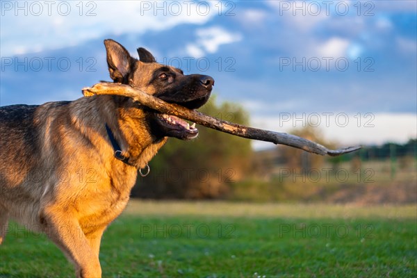 Cute german shepherd dog playing with a stick on the grass