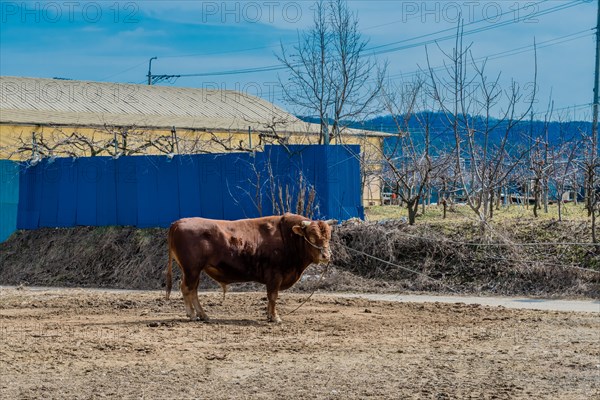 Large brown bull standing in field with farm buildings and leafless trees in background