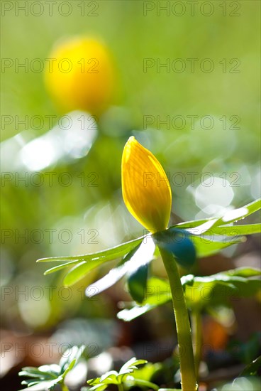 Flowering winter aconite (Eranthis hyemalis) (syn.: Eranthis hiemalis L.), sunlit against a green background on a sunny day in early spring, close-up, macro photograph, February, early bloomer, Lower Saxony, Germany, Europe
