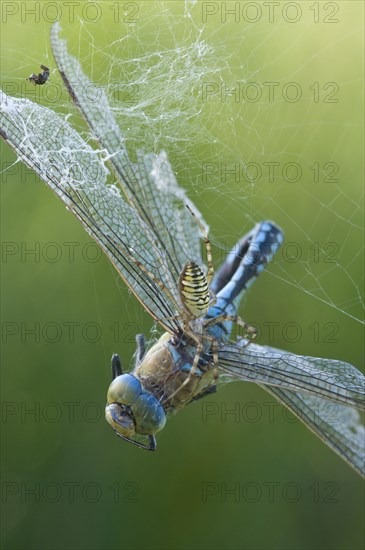 Wasp spider (Argiope bruennichi) with king dragonfly (Anax imperator), Emsland, Lower Saxony, Germany, Europe