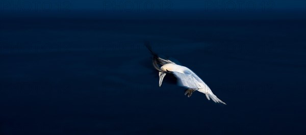 A gannet (Morus bassanus) (synonym: Sula bassana) in flight over the dark sea, late evening, wiping effect, motion blur, clear lines and strong colour contrasts, landing approach to the gannet colony on the Lummenfelsen, Helgoland Island, North Sea, Schleswig-Holstein, Germany, Europe
