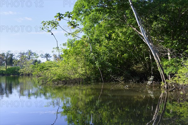 Trees in the flooded forest, Amazonas state, Brazil, South America