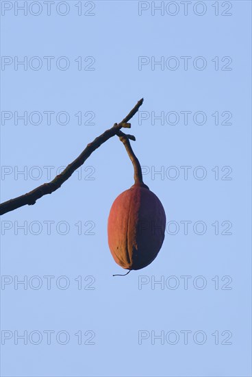 Brazilian kapok tree fruits, Amazonas state, Brazil, South America