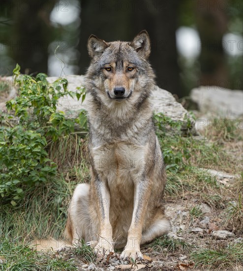Gray wolf (Canis lupus) sitting on the ground and looking attentively, captive, Germany, Europe