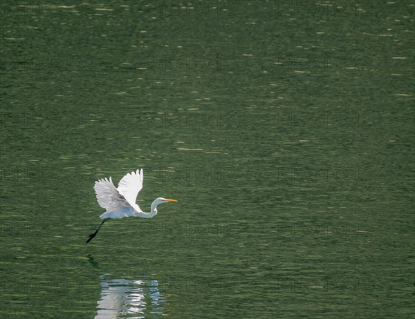 Large white egret flies gracefully over surface of lake looking for fish