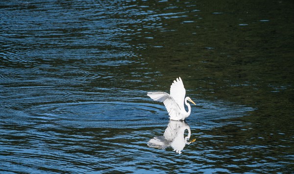 White egret with wings extended sitting in a lake of blue water