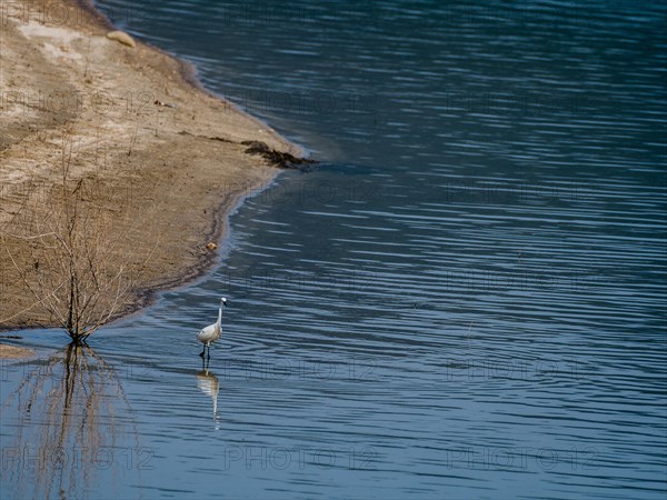 Snowy Egret standing in water near the shore of a lake