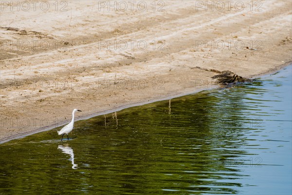 Snowy Egret hunting for food in shallow water near the shore of a lake