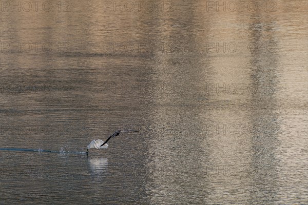 Egret at river surface with fish in beak and wings forward as cormorant flies overhead