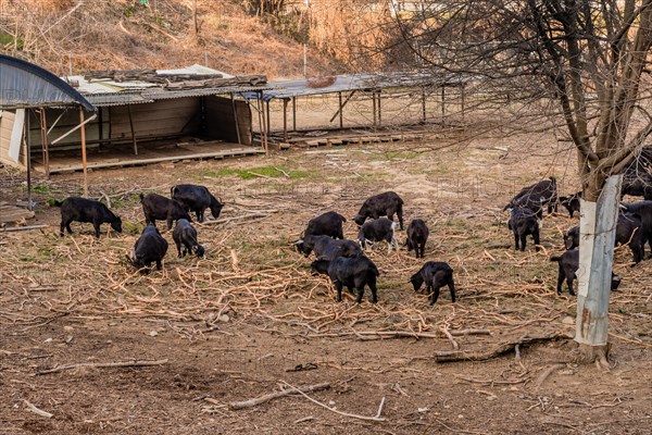 Herd of black Bengal goats grazing in field under tree with no leaves