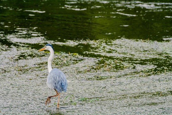 Little blue heron standing on a pebbled sandbar in a shallow river hunting for food