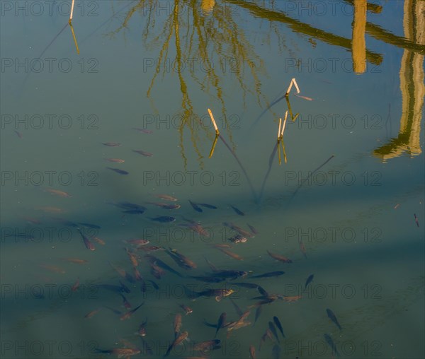 Closeup of a school of small fish swimming at the surface of a pond near short white reeds with tree and fence railing reflected in the water