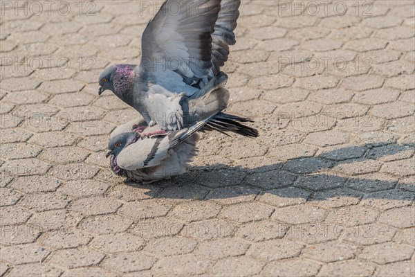 Close up of a pair of pigeons mating in a park on a sunny day in Seoul, South Korea, Asia