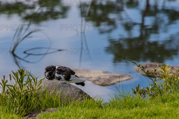 Gray and white rock pigeon sitting on boulder at edge of pond with trees reflected in the water