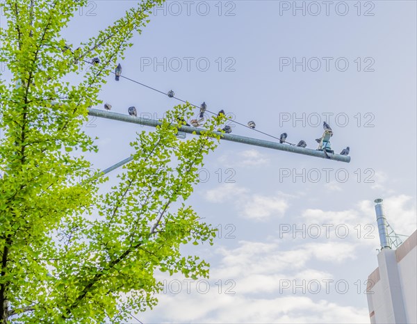 Flock of pigeons sitting on metal traffic pole against a blue sky