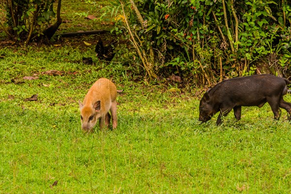 One brown and one black domestic pig eating grass in a green meadow with trees in the background