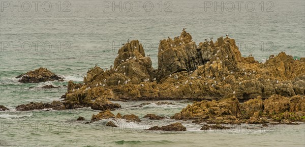 Large flock of seagulls perched in rocky outcropping on grey misty day