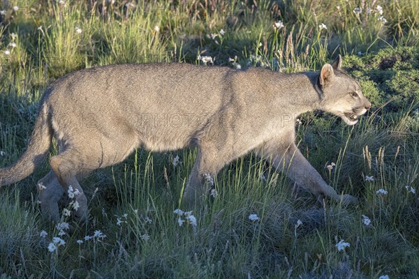 Cougar (Cougar concolor), silver lion, mountain lion, cougar, panther, small cat, Torres del Paine National Park, Patagonia, end of the world, Chile, South America