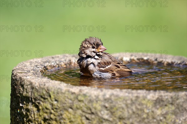 House sparrow (Passer domesticus), female, songbird, bird bath, water, bathing, wet feathers, The sparrow takes a bath in the bird bath in the garden