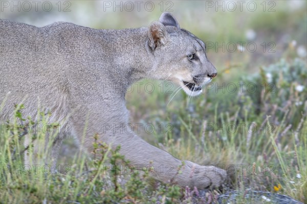 Cougar (Cougar concolor), silver lion, mountain lion, cougar, panther, small cat, animal portrait, Torres del Paine National Park, Patagonia, end of the world, Chile, South America