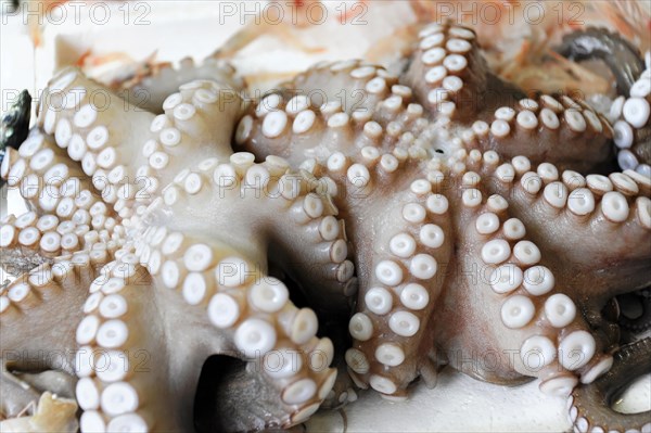 Cuttlefish for sale, Agios Nikolaos, Crete, Greece, Europe