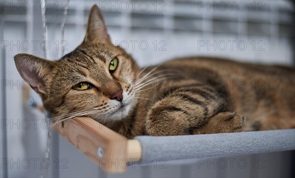 Image of a purebred Bengal cat lying on a hammock attached to a heater. Pet care concept. Mixed media