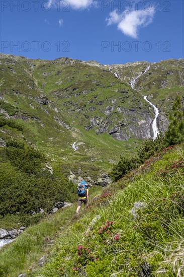 Mountaineer on hiking trail with alpine roses, Berliner Hoehenweg, Zillertal Alps, Tyrol, Austria, Europe