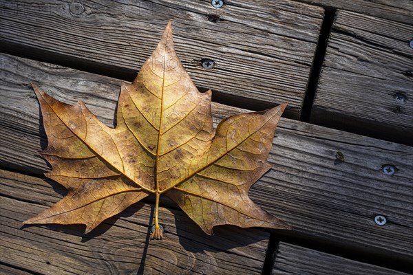 Autumn leaf seen from above on a rustic wooden slats background