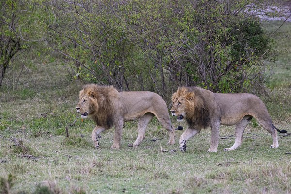 Lion (Panthera leo) Masai Mara Kenya