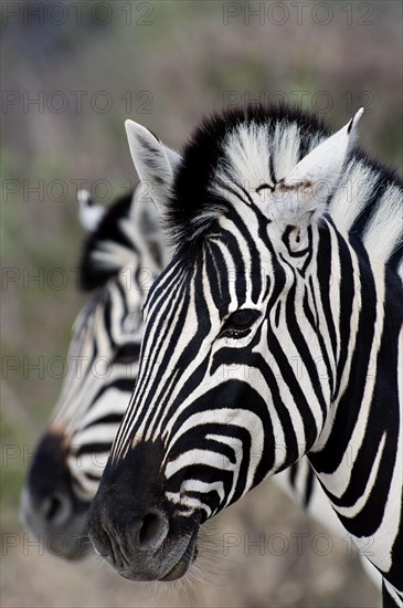 Plains zebra (Equus quagga), wild, free living, safari, ungulate, head, head portrait, animal, in Etosha National Park, Namibia, Africa
