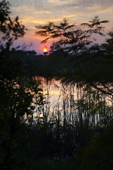 Riverbank in the evening sun in the Okavango Delta on the Kwando River in BwaBwata National Park, nature, landscape, river landscape, evening sun, evening, Namibia, Africa