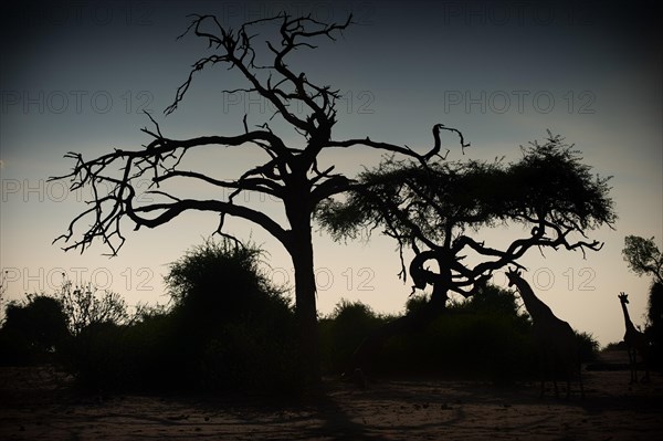 Angolan giraffe (Giraffa angolensis), evening sun, silhouette, silhouette, animal, ungulate, travel, destination, safari, tree, dry, climate, wilderness, Chobe National Park, Botswana, Africa