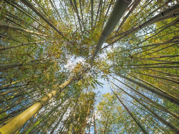 Bamboo tree (Bambusoideae)