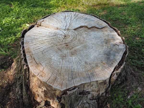 Cross section of tree trunk